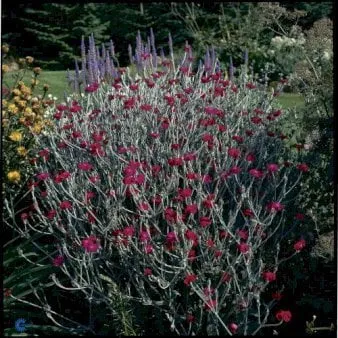 Lychnis coronaria